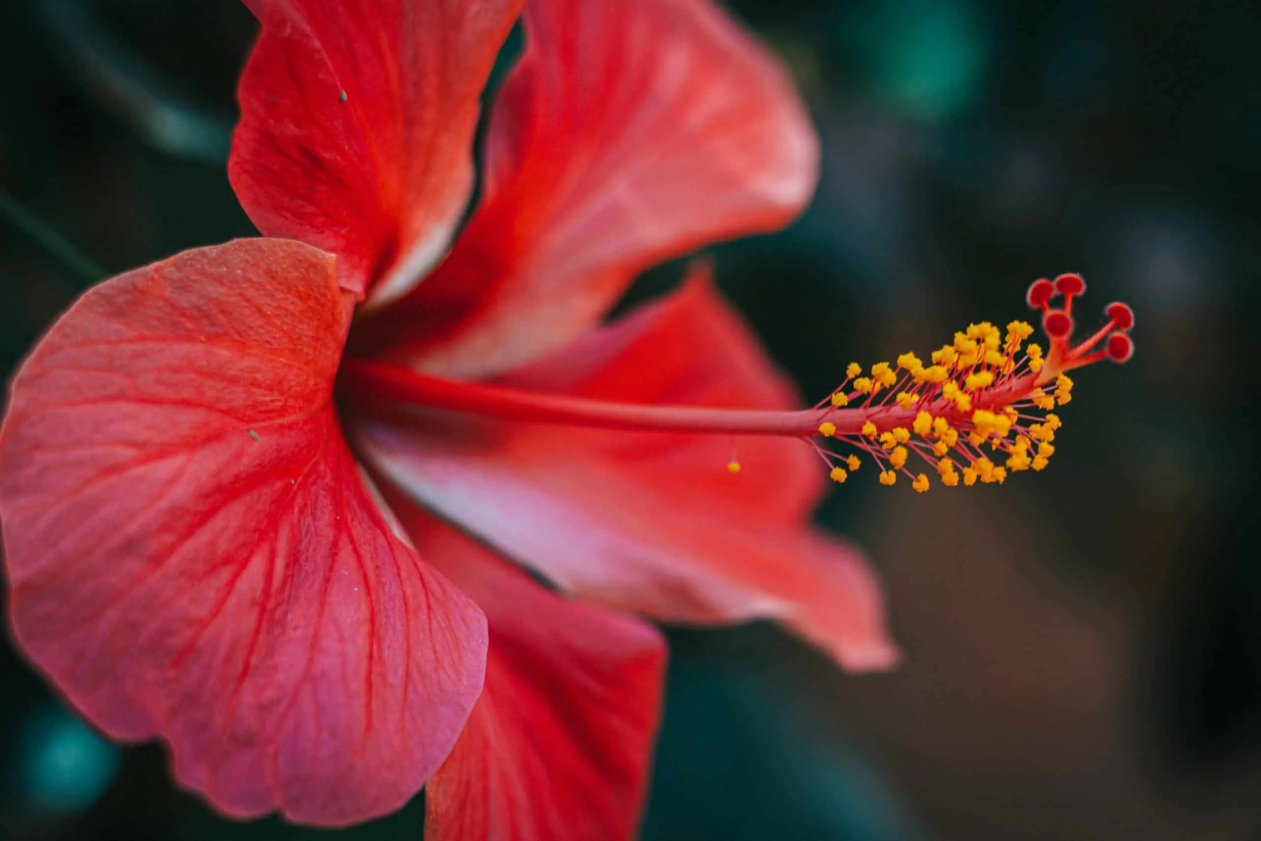 Vibrant macro shot of a red hibiscus flower with pollen-laden stamen.